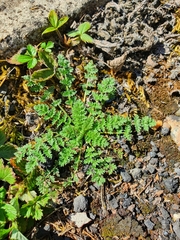 Erodium cicutarium
