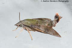 Macroglossum corythus