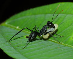 Gigantiops destructor