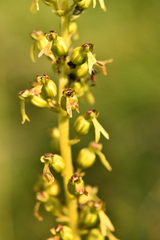 Neottia ovata