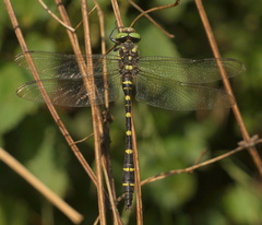 Cordulegaster bidentata