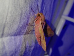 Deilephila porcellus