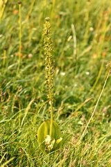 Neottia ovata