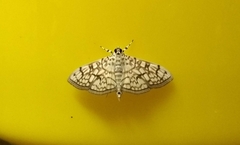 Haritalodes