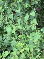 Persicaria perfoliata