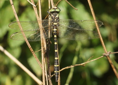 Cordulegaster bidentata