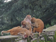 Macaca mulatta