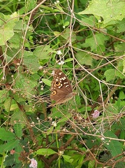 Junonia lemonias