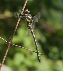 Cordulegaster bidentata