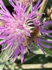 Halictus scabiosae