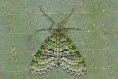 Phthonoloba
