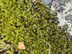 Polytrichum piliferum