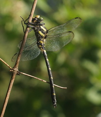 Cordulegaster bidentata