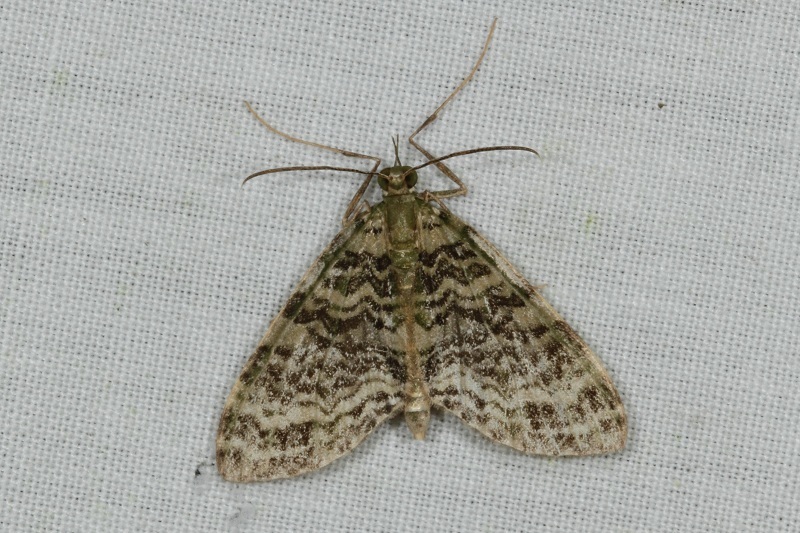 Phthonoloba