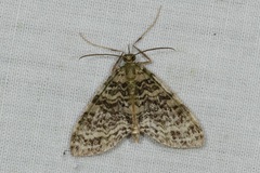 Phthonoloba