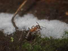 Formica rufa