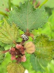 Zygogramma bicolorata