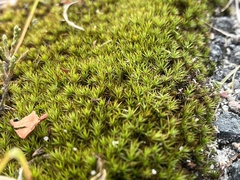 Polytrichum piliferum