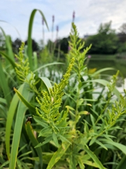 Solidago