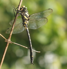 Cordulegaster bidentata