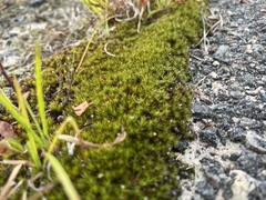 Polytrichum piliferum