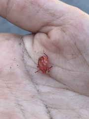 Asopinae