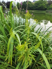 Solidago