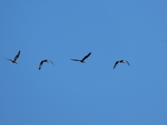 Plegadis chihi