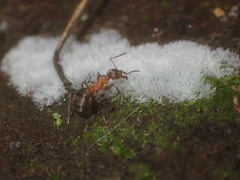 Formica rufa