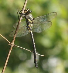 Cordulegaster bidentata