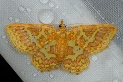 Pseudopolynesia amplificata