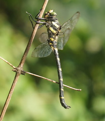 Cordulegaster bidentata