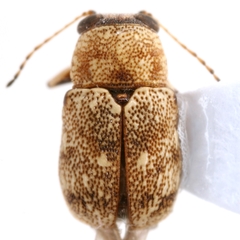 Pachybrachis postfasciatus