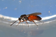 Hymenoptera