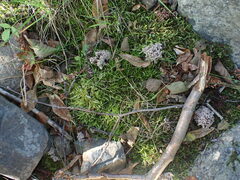 Clavulina cinerea