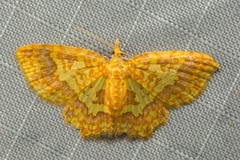 Pseudopolynesia amplificata