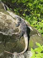 Ctenosaura similis