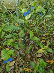 Commelina communis