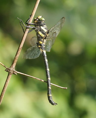 Cordulegaster bidentata