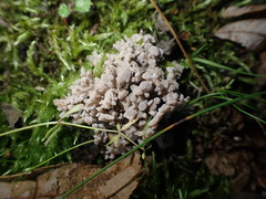 Clavulina cinerea