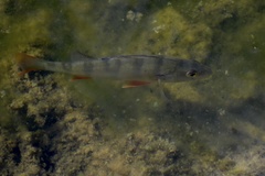 Perca fluviatilis