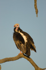 Trigonoceps occipitalis