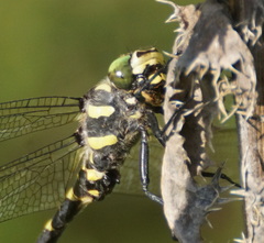 Cordulegaster bidentata