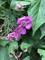 Rubus odoratus