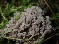 Clavulina cinerea