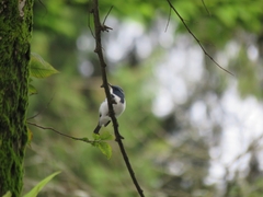 Ficedula superciliaris