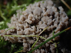 Clavulina cinerea