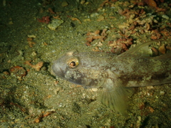 Gobius niger