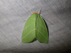 Bena bicolorana