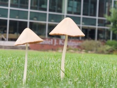Conocybe apala